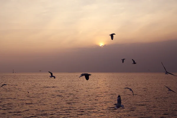 Möwe mit Sonnenuntergang — Stockfoto