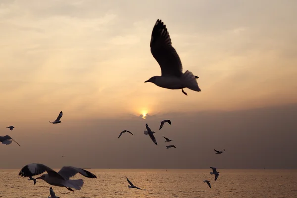 Seagull with sunset — Stock Photo, Image