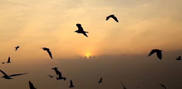 Fiskmås med solnedgång — Stockfoto