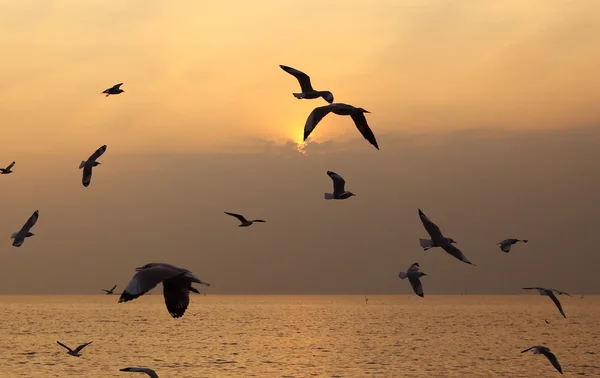 Gaviota con puesta de sol — Foto de Stock