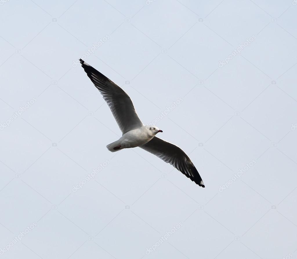 Descargar - Gaviota volando en el cielo — Imagen de stock Gaviota volando en el cielo — Foto de Stock