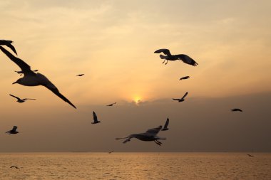 Gün batımı ile martı
