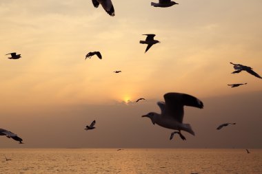 Gün batımı ile martı