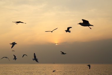 Gün batımı ile martı