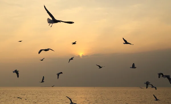 Mouette avec coucher de soleil — Photo