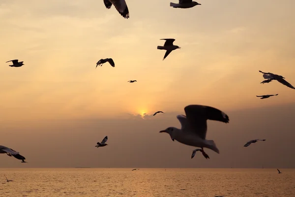 Gaviota con puesta de sol — Foto de Stock