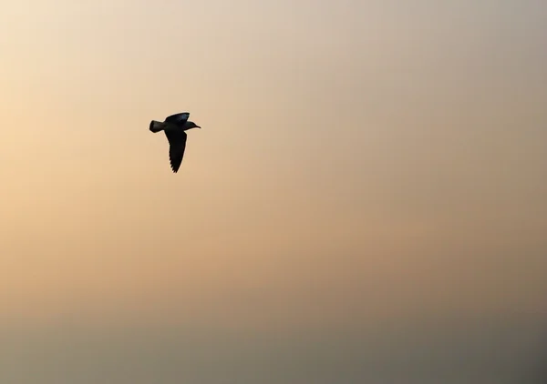 Seagull met zonsondergang — Stockfoto