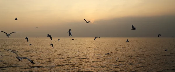 Чайка с закатом на пляже Банг Пу — стоковое фото