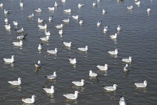 Mewa pływanie nad morzem przy plaży Bang Pu — Zdjęcie stockowe