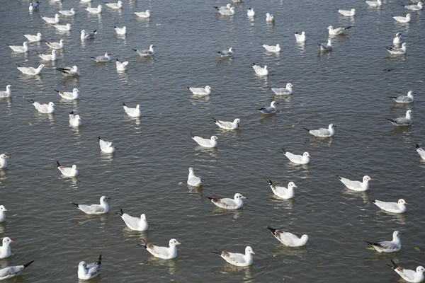 Mouette nageant sur la mer à la plage de Bang Pu — Photo