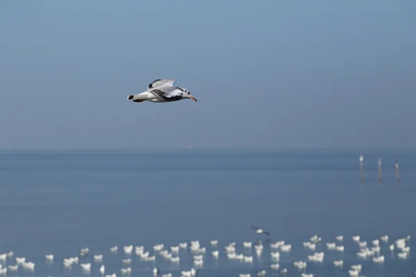 Gaivota voando sob o céu na praia de Bang Pu — Fotografia de Stock