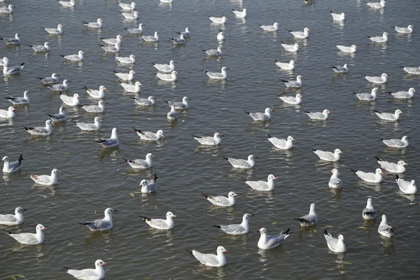 Mouette nageant sur la mer à la plage de Bang Pu — Photo