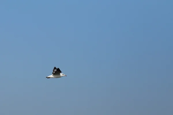 Чайка летит под небом на пляже Банг Пу — стоковое фото