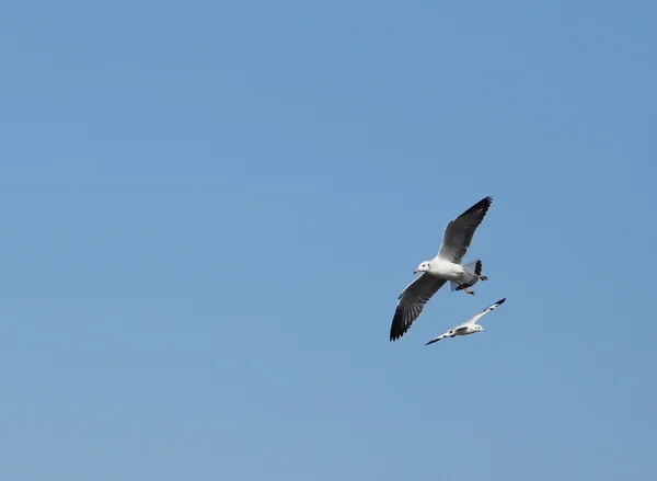 Чайка летит под небом на пляже Банг Пу — стоковое фото