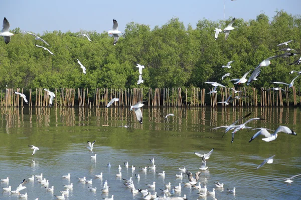 Gaivota voando sob o céu na praia de Bang Pu — Fotografia de Stock