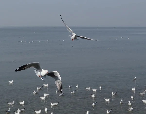 Gaivota voando sob o céu na praia de Bang Pu — Fotografia de Stock