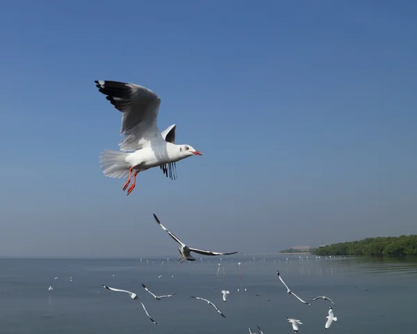 Seagull flying under the sky at Bang Pu beach