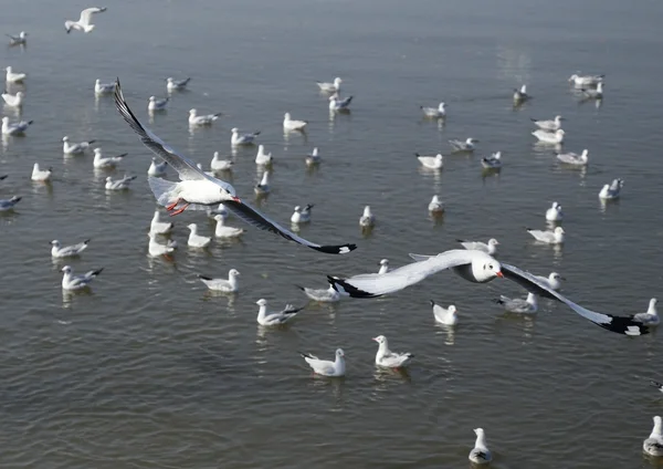 Mewa latania na plaży Bang Pu — Zdjęcie stockowe