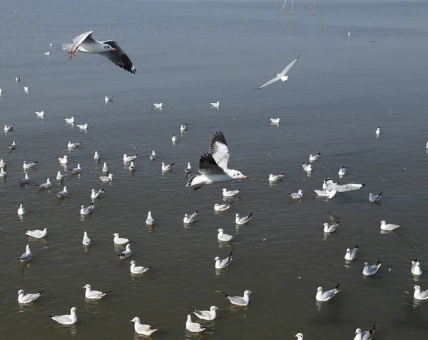 Mewa latania na plaży Bang Pu — Zdjęcie stockowe