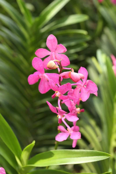 Orquídea rosa flor — Fotografia de Stock