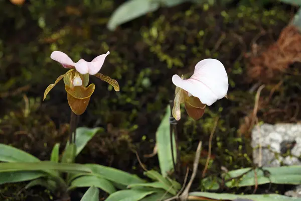 Lady toffel orkidé paphiopedilum — Stockfoto