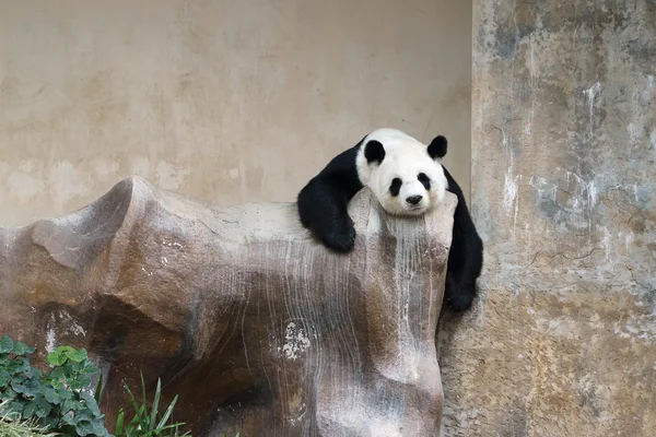 Panda bear resting — Stock Photo, Image