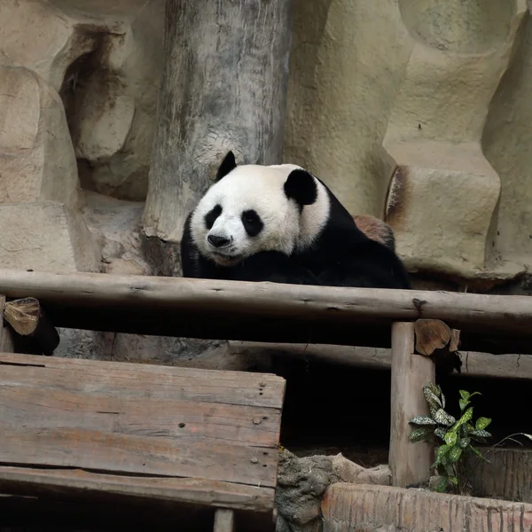 Miś Panda odpoczynku — Zdjęcie stockowe