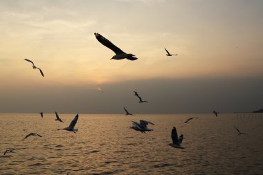 Bang Pu plajda gün batımı ile martı