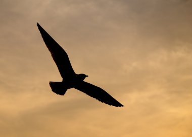 Bang Pu plajda gün batımı ile martı