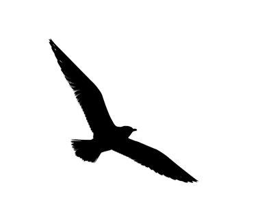 Uçan martı silüeti