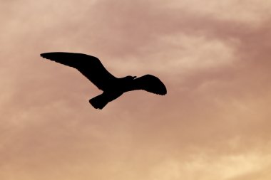 Bang Pu plajda gün batımı ile martı