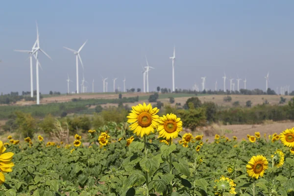 Napraforgó mező szélturbina — Stock Fotó