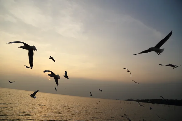 在邦浦海滩与日落海鸥 — 图库照片