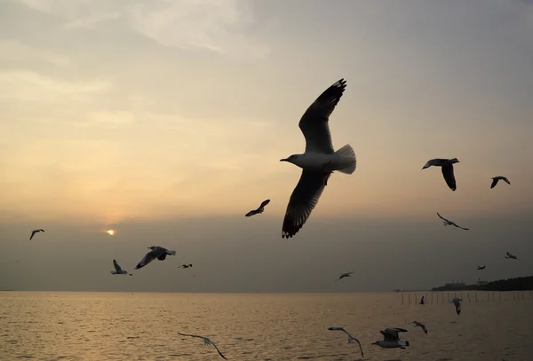 Чайка с закатом на пляже Банг Пу — стоковое фото