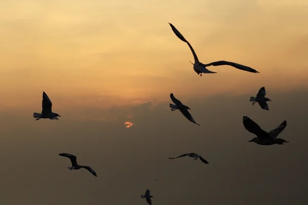 Mouette avec coucher de soleil à la plage de Bang Pu — Photo