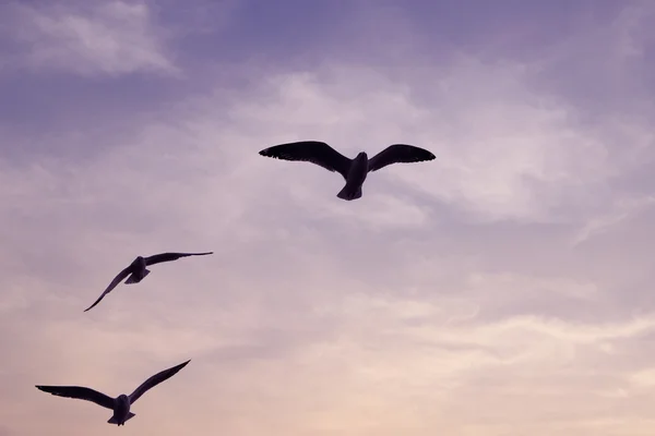 在邦浦海滩与日落海鸥 — 图库照片