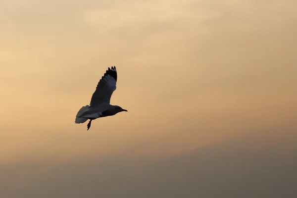 Seagull with sunset at Bang Pu beach — Stock Photo, Image