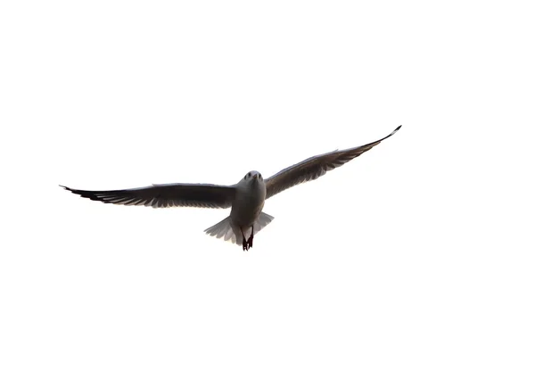 Seagull flying on a white — Stock Photo, Image