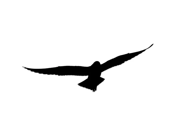 Силуэт полёта чайки — стоковое фото