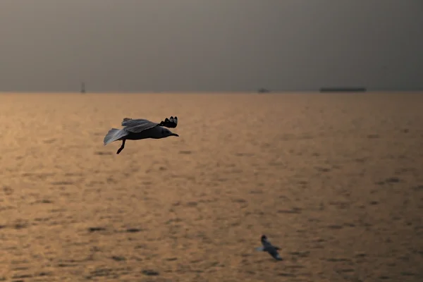 Burung camar dengan matahari terbenam di pantai Bang Pu — Stok Foto