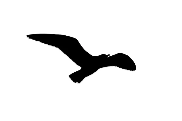 Silhouette of seagull flying — Stock Photo, Image