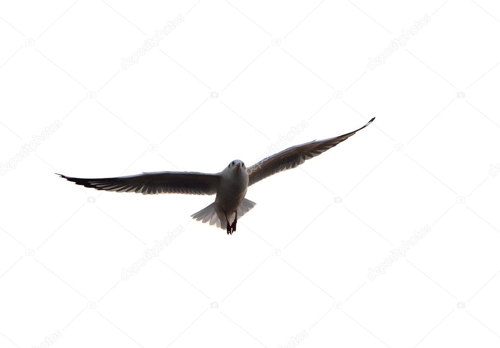 seagull flying on a white