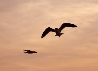Bang Pu plajda gün batımı ile martı