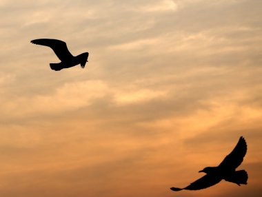 Bang Pu plajda gün batımı ile martı