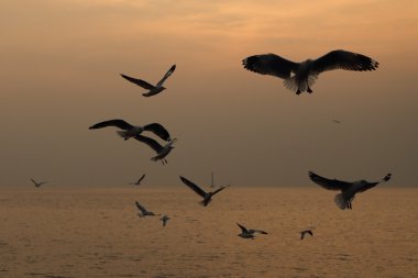 Bang Pu plajda gün batımı ile martı