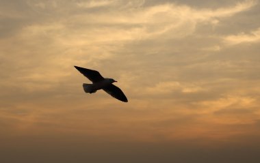 Bang Pu plajda gün batımı ile martı