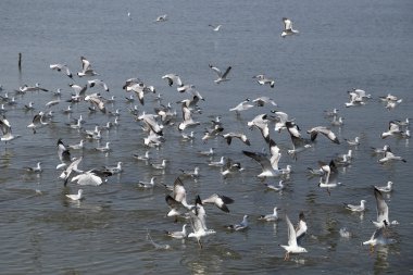 Bang Pu plajda uçan martı