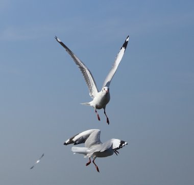 Bang Pu plajda gökyüzü altında uçan martı