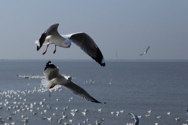 Bang Pu plajda gökyüzü altında uçan martı