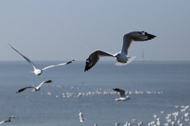Bang Pu plajda gökyüzü altında uçan martı